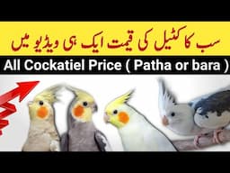 Cockail parrot price in pakistan 2025