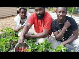 "Winter" Strawberries Are Ready! Let's Harvest Together