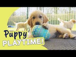 Egg-stremely Cute Golden Retriever Puppies | Guide Dogs Puppy Playtime