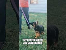 Ideal Puppy Training Session Length 🐶 #puppy #puppytraining #puppytrainingtips