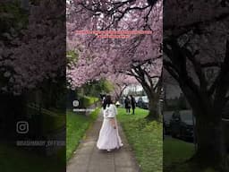 Cherry blossom Season 2025