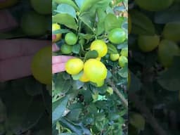 Growing Kumquat Trees