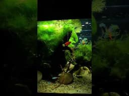 Feeding Time 🌿 #shorts #tetra #aquascape #plantedaquarium #fishtank