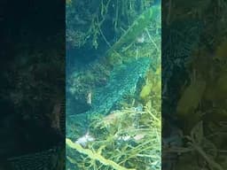 Dive into this incredible footage from the Kāpiti Marine Reserve 🤿