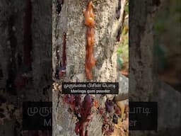 Moringa gum powder | முருங்கை பிசின் பொடி #shorts #moringa #keerai