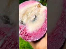 Jamaican Star Apple Free Fruit in The Bush