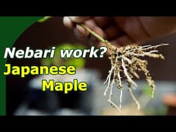 Developing Japanese Maple Cuttings for Bonsai