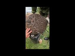 Rapid Response For Spiked Elephant | Sheldrick Trust