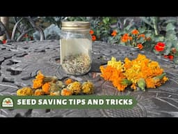 Seed Saving Tips and Tricks