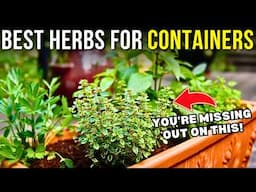 Struggling with Small Space? 10 Best Herbs for Container Gardening!