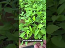 Rooster peppers are the best summer and fall pepper stems for cut flowers! Get the seed in my