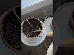 Red chilli  peppers seedling transplants #plants #chilli Pepper 🌶️#kashmiri chilli peppers#garden #