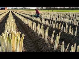 Millions Tons Of Asparagus Harvested And Processed In Factory – Asparagus Cultivation Techniques