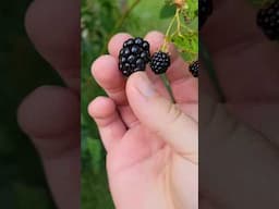 Wild Blackberry vs Cultivated Blackberry.  #palmettoprepared #organicfruits
