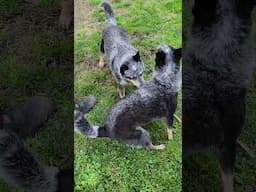 May The 4th Be With You #blueheeler #maythe4thbewithyou #australiancattledog