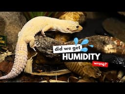 Leopard Geckos & Humidity: Are We Doing It WRONG?!