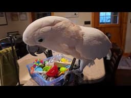 A Wound Up Cockatoo at 6:30 AM!