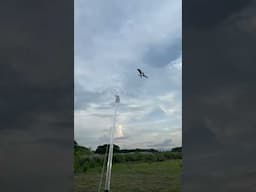 Realistic cartoon Bird Kite  #realistic #birds #kite #shopping #toys #kiteflying #kites