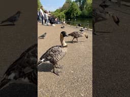 The Worlds RAREST Goose lives in London