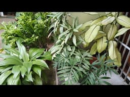 Jardim em vasos: Beleza e praticidade