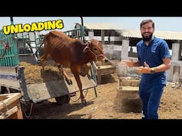Hamare janwaron ki unloading hogai new plot per 😍