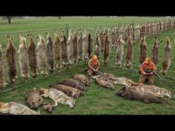The Real-Life War on America’s Farms 💥 13.7 Million Coyotes and Wild Boars on the Attack