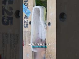 Crocs are NOT clogs