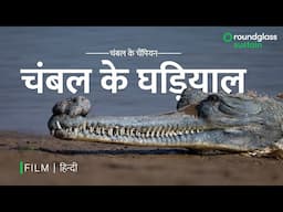 चंबल की कहानी: घड़ियालों की दुनिया से रूबरू | Conservation Story | @RoundglassSustain