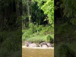 Bath time 🐘🌀🫧 #elephants #documentary #nature