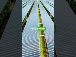 Solar ☀️ + Farmland 🌾 = Agrivoltaics ⭐️