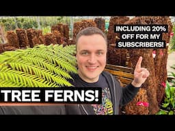 Tree Ferns at Linden Nurseries - Trunk Buying, Planting & UK Care Tips