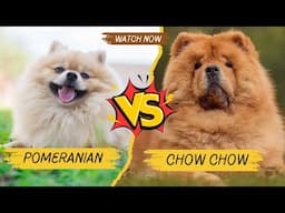 Pomeranian or Chow Chow: The Best Dog for You?