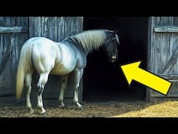 Nobody Believed What This Horse Was Doing at Night—Until the Camera Revealed the Shocking Truth!