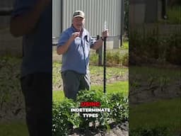 The Florida Weave! The Best Support for Determinate Tomatoes! #growhoss #growyourownfood