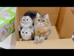 This kitten is so cute as it looks like it's saying "Please take it!"
