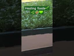 Healing Foods🌿🌱✨️💚🥗#nutrition #microgreens #guthealthmatters #healingfoods