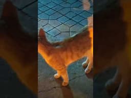 Allah ki Makhlooq se Piyaar Karain #shorts #foryou #catvideos #cats #catlovers