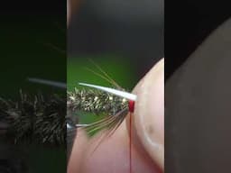 Prince Nymph Fly - General Purpose Nymph #shorts  #flytying #fishing