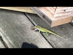 Anole picked up a weapon.