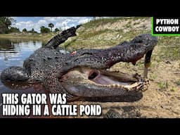 Monster Gator Found in Florida Cattle Ranch Pond