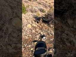 !Wildboar attacking the hunter! #okaysahin #hugluovis #Sightmark
