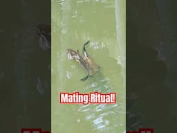 Fish Mating Ritual