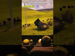 Thrown by Power: The Yak Fight