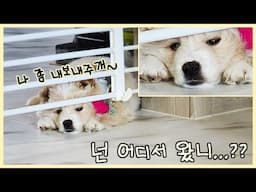 몽글몽글 개린이 모찌를 소개합니다 :)