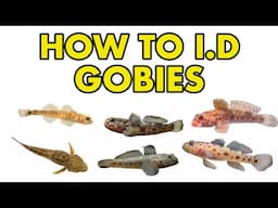 UK Gobies: HOW TO I.D
