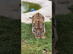 WAIT For It!! 1, 2, 3, Butt Wiggle then, POUNCE!!! Silly Fred Tiger loves to stalk and pounce