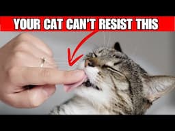 15 Things Your Cat Finds Totally Irresistible