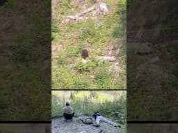 Bear Killshot at 310 yards