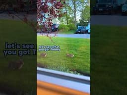 Two brother rabbits playing leap frog 🐸 #funny #voiceover #bunny y