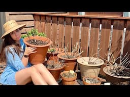 My Hydrangeas Are Dead 😩🌸 What I Do With Plant Waste In My Rooftop Garden 🪴